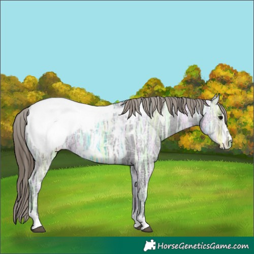 Horse Color:Smoky Black Ice Appaloosa 