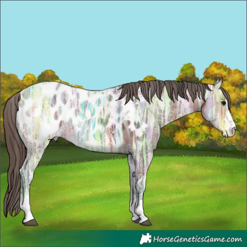 Horse Color:Bay Ice Appaloosa 