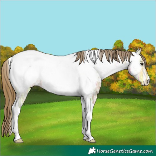 Horse Color:Buckskin Ice Tobiano Appaloosa 