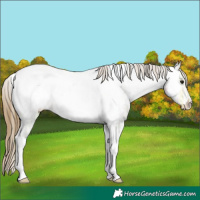 Horse Color:Buckskin Ice Tobiano Near Fewspot 