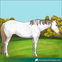 Horse Color:Buckskin Ice Tobiano Appaloosa