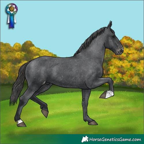 Horse Color:Black Appaloosa 