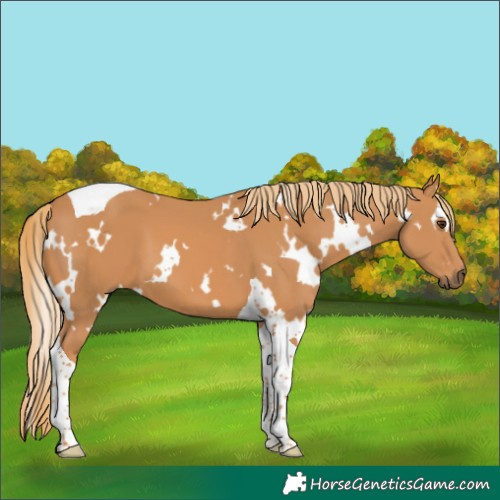 Horse Color:Unknown 