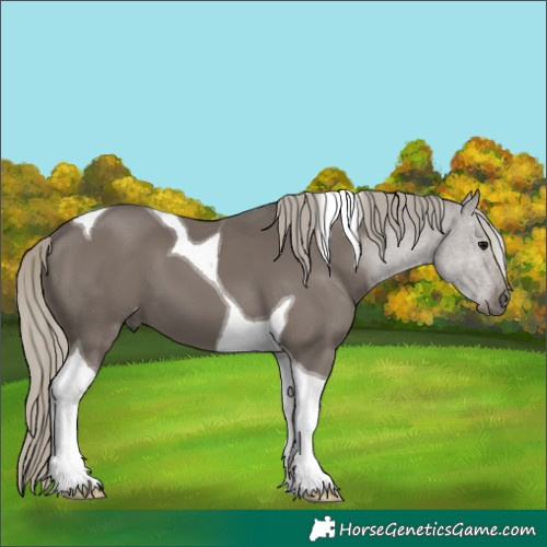 Horse Color:Silver Smoky Black Tobiano 