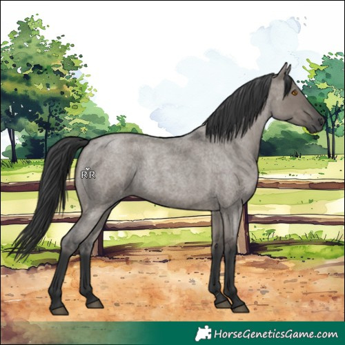 Horse Color:Grullo Roan 