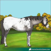 Horse Color:Platinum Smoky Blue Onyx Appaloosa 