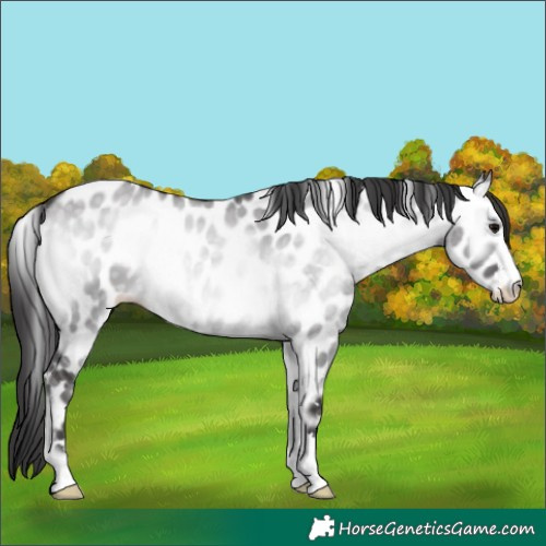 Horse Color:Platinum Buckskin Onyx Appaloosa 