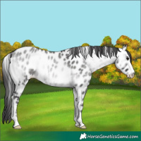 Horse Color:Platinum Buckskin Onyx Appaloosa 