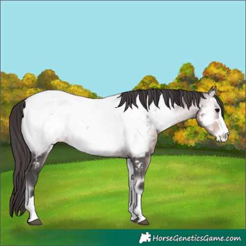 Horse Color:Platinum Buckskin Onyx Appaloosa 
