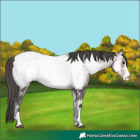 Horse Color:Platinum Buckskin Onyx Near Fewspot