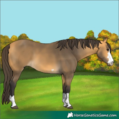 Horse Color:Buckskin 