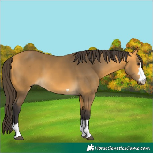 Horse Color:Buckskin