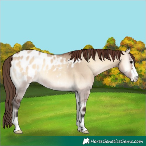 Horse Color:Bay Onyx Appaloosa 