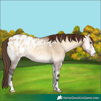 Horse Color:Bay Onyx Blanket