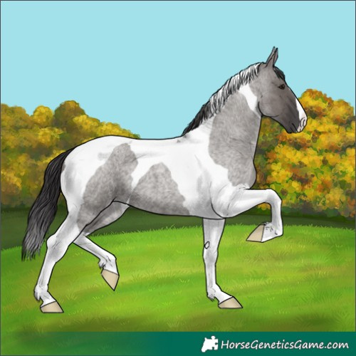 Horse Color:Platinum Smoky Grullo Roan Tobiano 