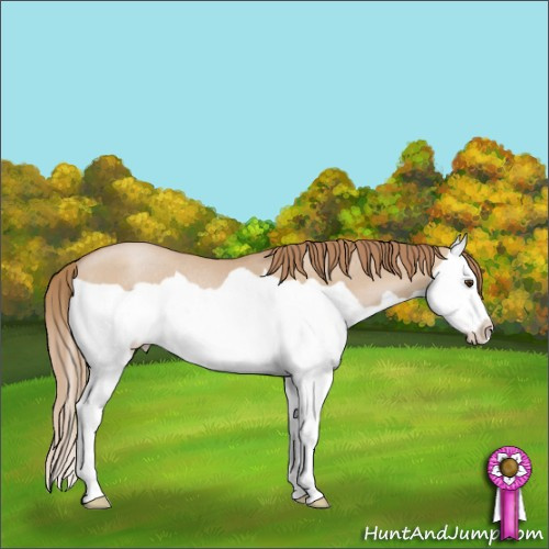 Horse Color:Grullo Pearl Splash Rabicano 