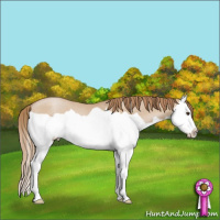 Horse Color:Grullo Pearl Splash Rabicano