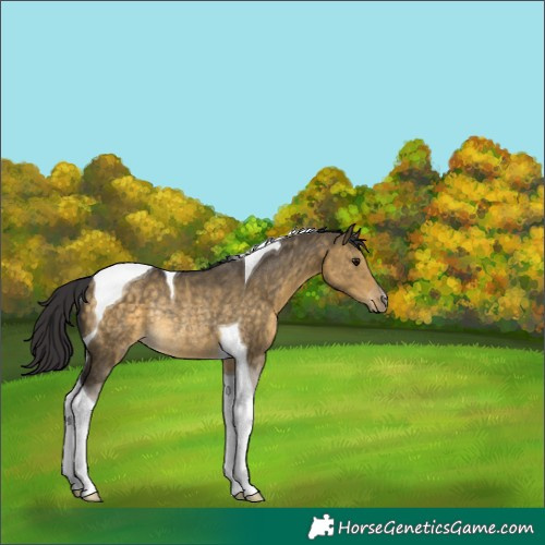 Horse Color:Buckskin Dun Tobiano Rabicano 