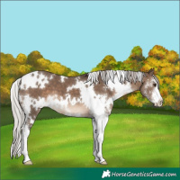 Horse Color:White Spotted Silver Brown Dun Sabino 