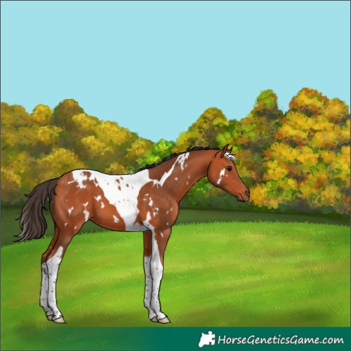 Horse Color:White Spotted Bay Tobiano