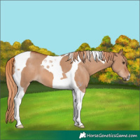 Horse Color:Red Dun Tobiano