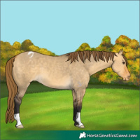 Horse Color:Buckskin Dun Varnish 