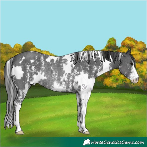 Horse Color:White Spotted Black Sabino Rabicano 