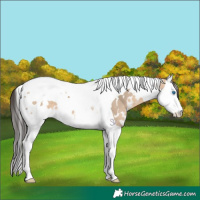 Horse Color:White Spotted Bay Dun Splash Tobiano