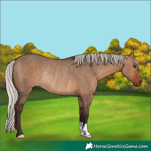 Horse Color:Silver Brown Dun Rabicano 