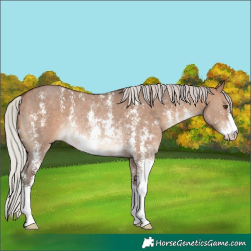 Horse Color:Silver Brown Dun Sabino Rabicano
