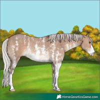 Horse Color:Silver Brown Dun Sabino Rabicano 