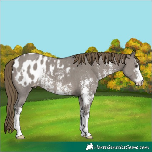 Horse Color:Smoky Grullo Sabino Appaloosa 