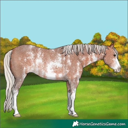 Horse Color:Silver Brown Sabino Rabicano
