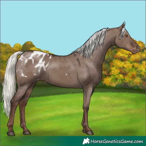 Horse Color:Liver Red Dun Mushroom Appaloosa 