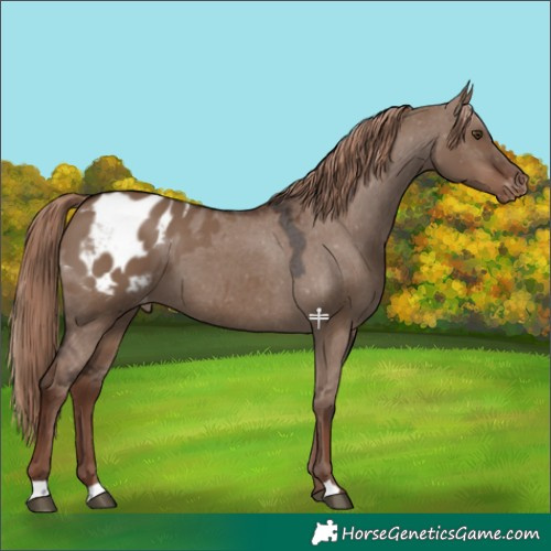 Horse Color:Liver Red Dun Blanket 