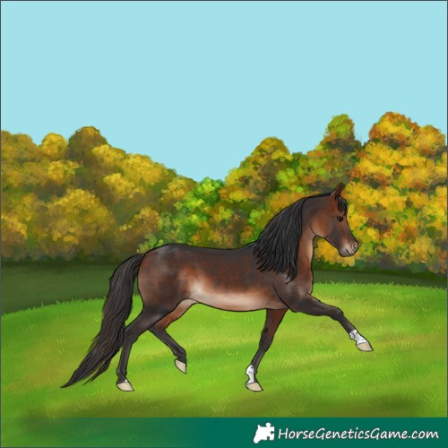 Horse Color:Bay 