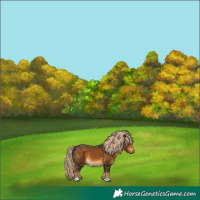 Horse Color:Chocolate Palomino 