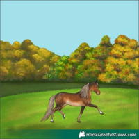 Horse Color:Chocolate Palomino