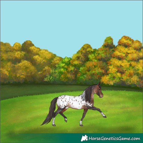 Horse Color:Bay Tobiano Appaloosa 