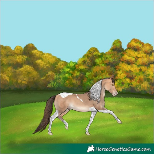 Horse Color:Amber Champagne Tobiano 