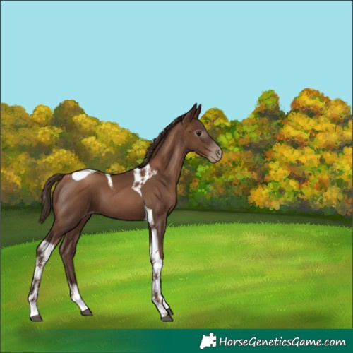 Horse Color:Gray Black Pearl Tobiano 