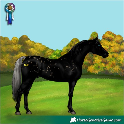 Horse Color:Void Silver Smoky Black Splash Blanket 