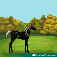 Horse Color:Void Silver Smoky Black Splash Appaloosa 