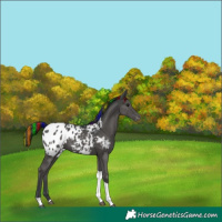 Horse Color:Painted Black Tobiano Appaloosa 