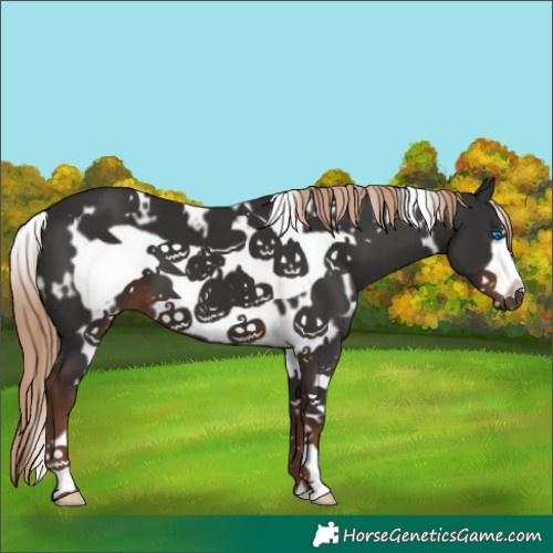 Horse Color:White Spotted Liver Chestnut Frame 