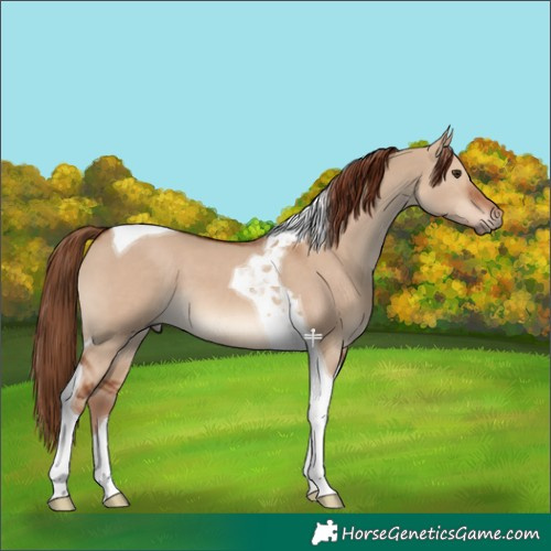 Horse Color:Red Dun Tobiano 