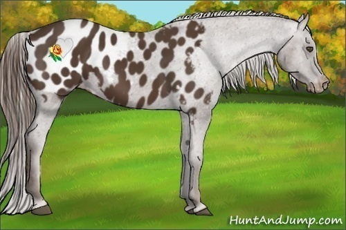 Horse Color:Liver Chestnut Appaloosa 