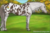 Horse Color:Liver Chestnut Appaloosa 