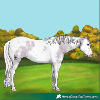 Horse Color:Watercolor Silver Grullo Sabino Splash Tobiano Varnish 