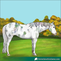 Horse Color:Nacre Silver Grullo Sabino Splash Tobiano